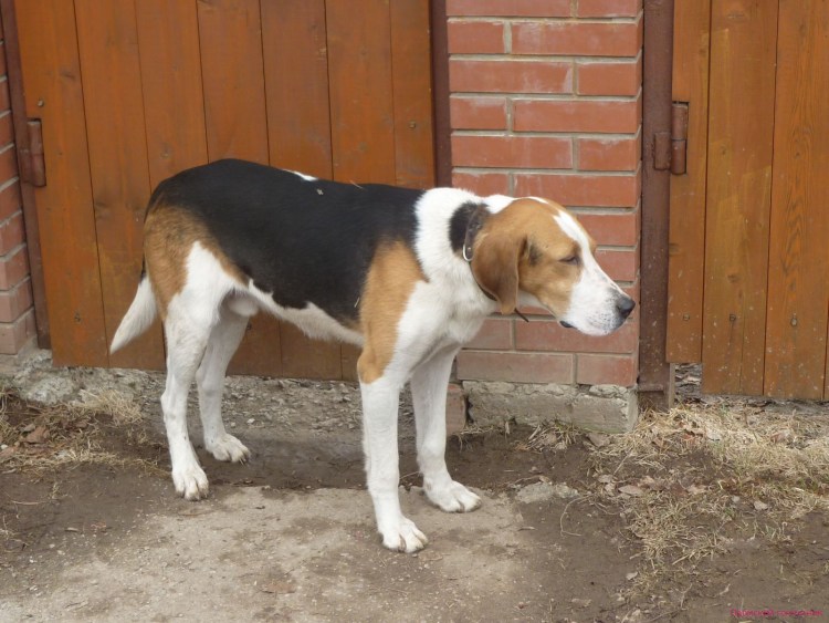 Англо русская гончая