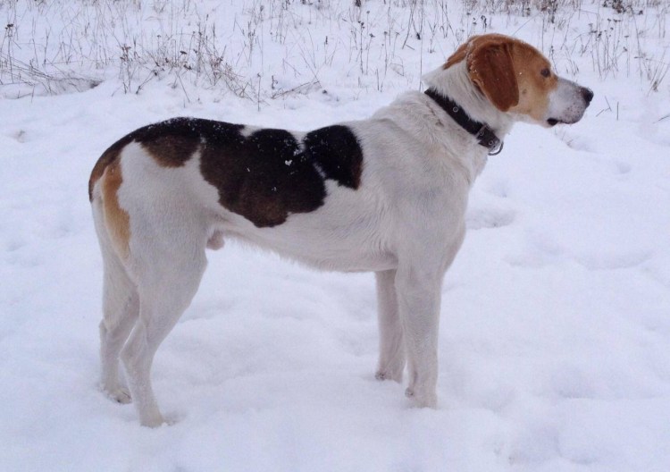 Пегие гончие Былинина