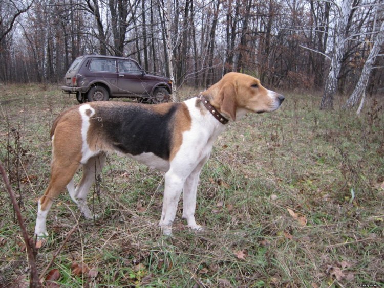 Сибирская пегая гончая