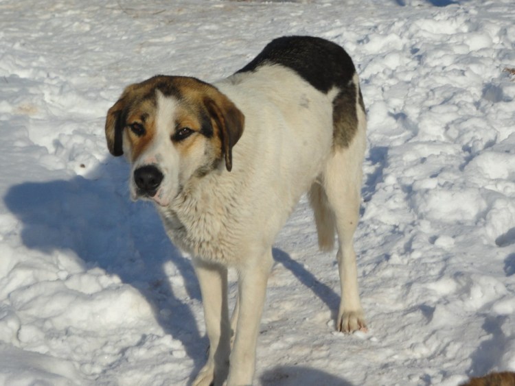 Метис борзой и алабая