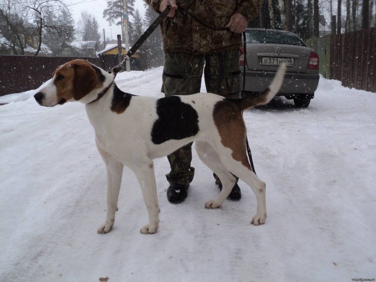 Русская пегая гончая