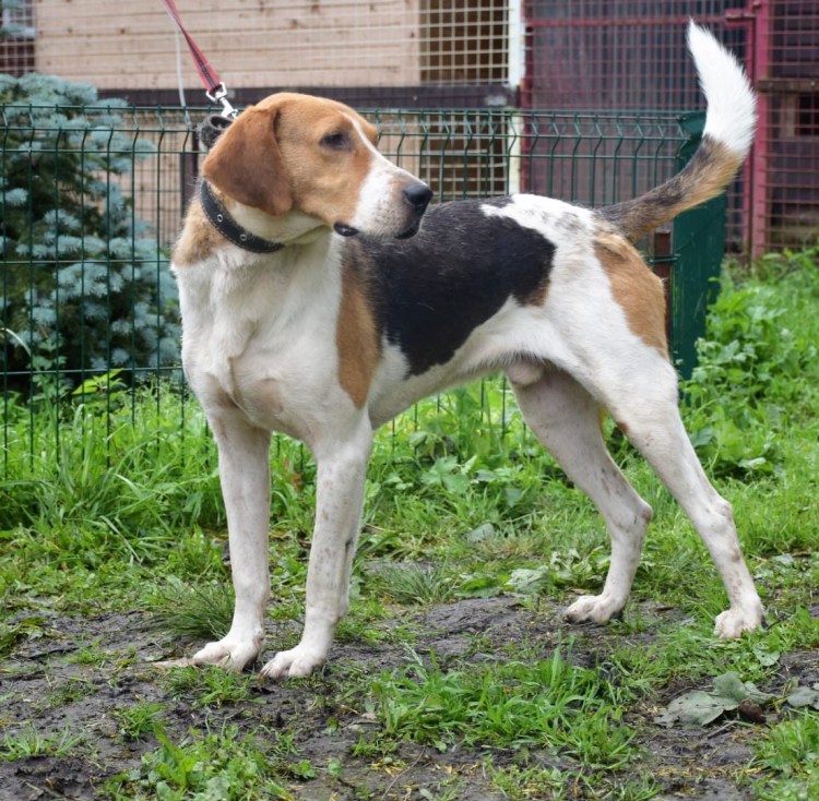 Русская пегая гончая и Бигль