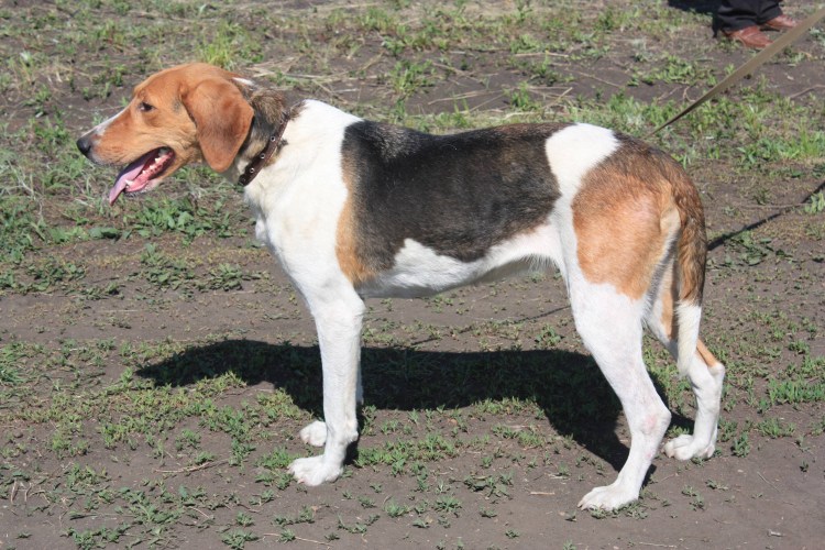 Русская гончая пегая чепрачная