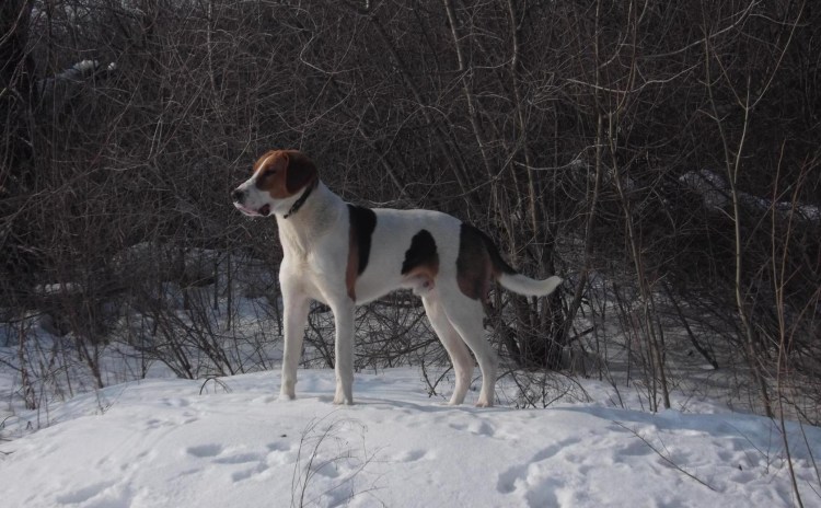 РПГ русская пегая гончая