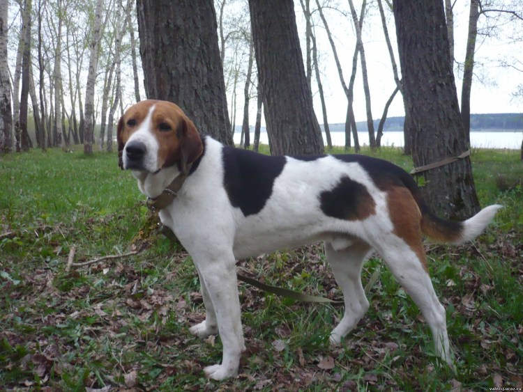 Собака русская пегая гончая выжлец