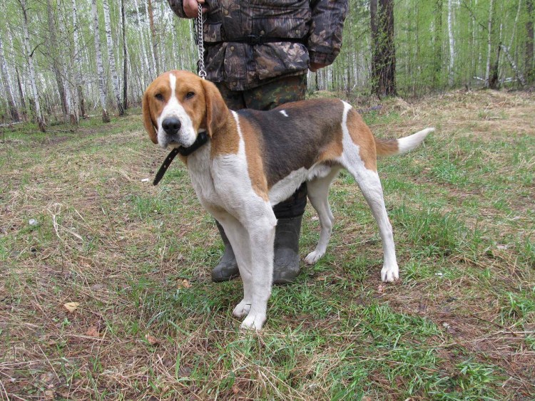 Гончая пегая гончая