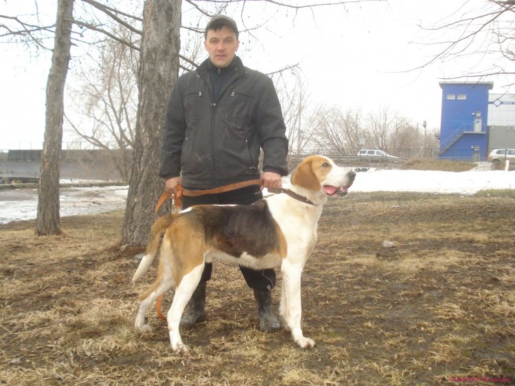 Русская пегая гончая портрет