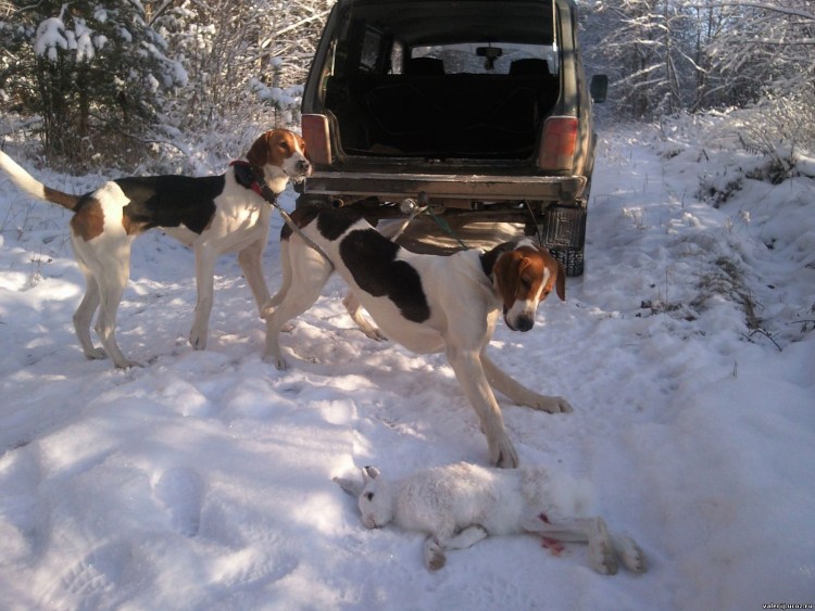 Щенки русской пегой гончей 2020