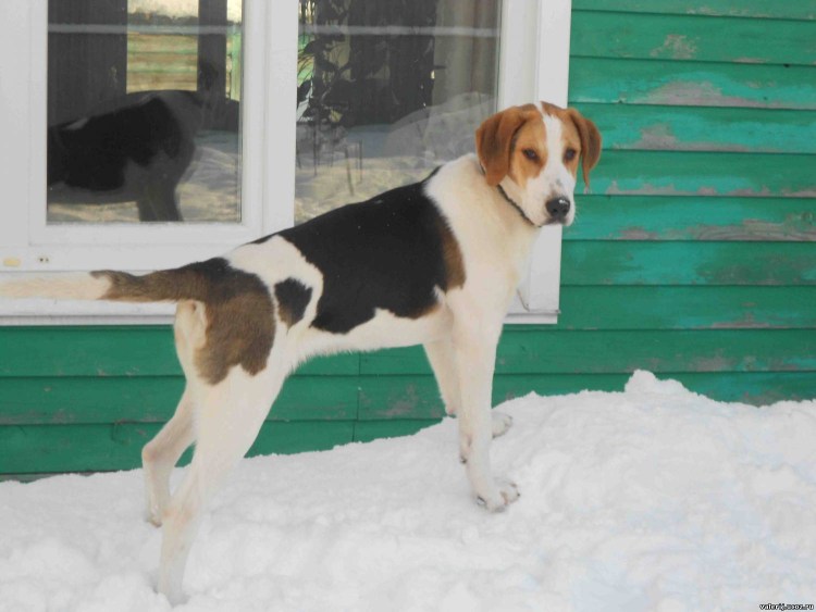 Порода собаки гончая пегая