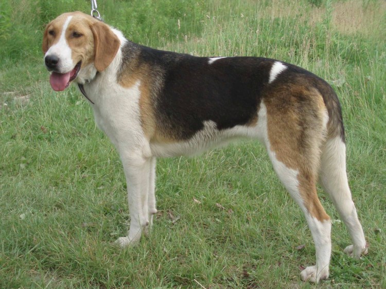 Гончая пегая борзая