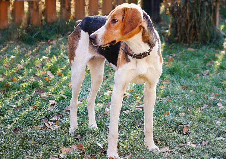 Русская гончая 4 месяца фото