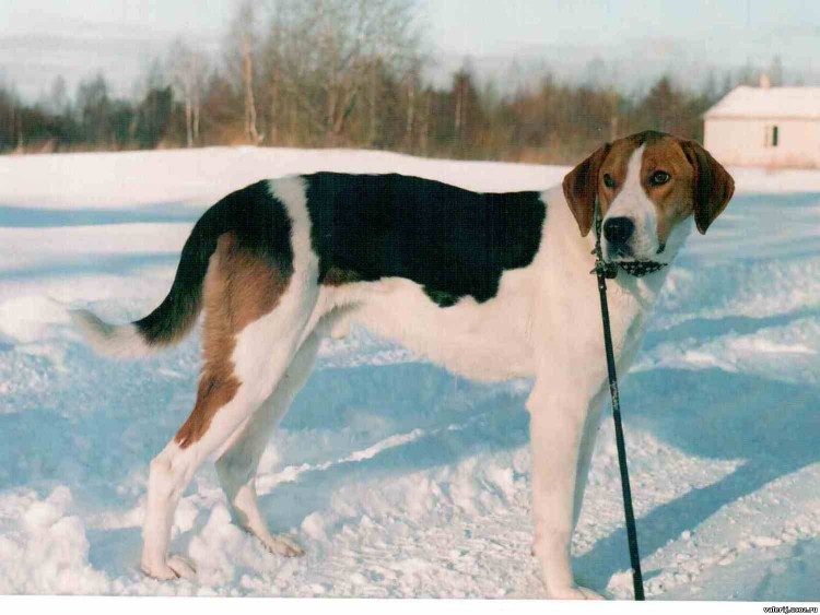 Русская пегая гончая 4 месяца