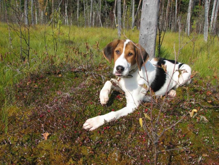 Пегая гончая