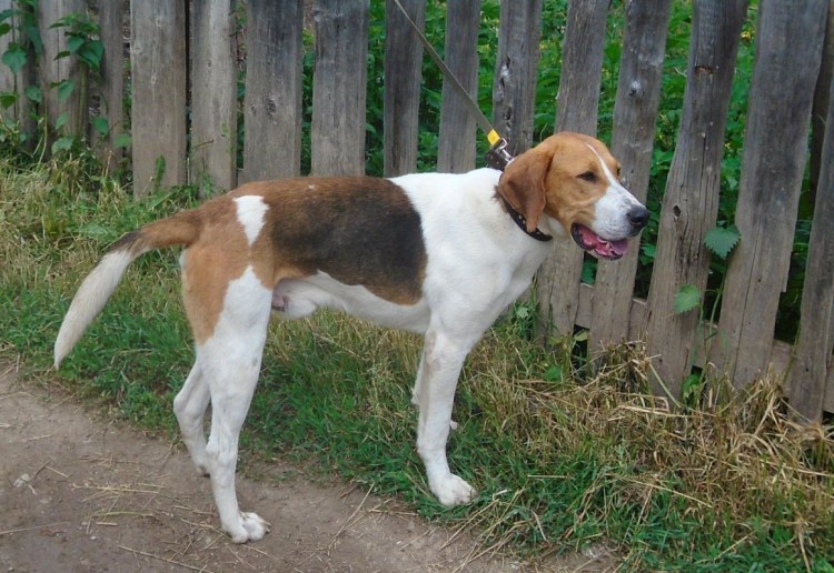 Русская гончая умная собака