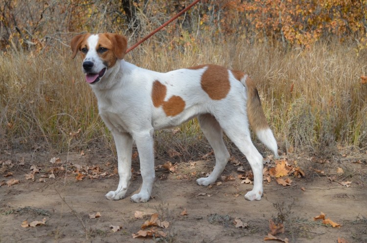Метис пегой гончей