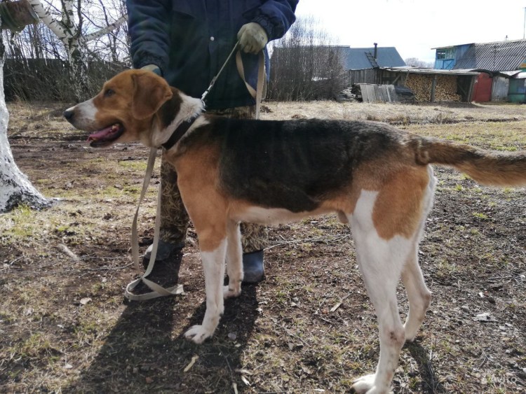 РПГ русская пегая гончая