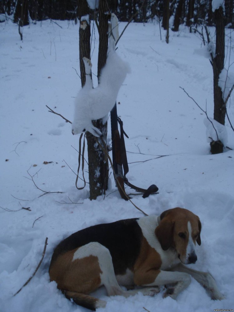 Охотничьи собаки русская пегая гончая