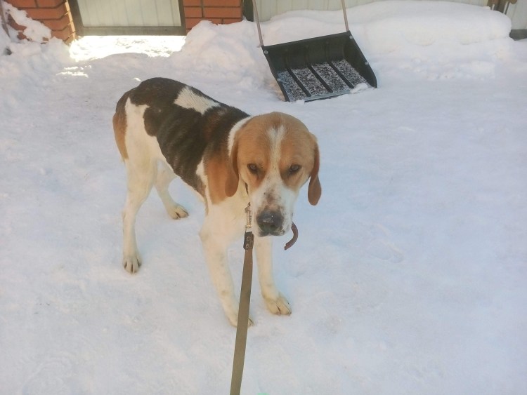 Русская пегая гончая