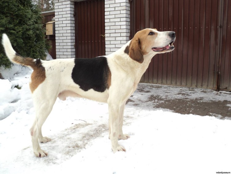 Малинин заводчик русских пегих гончих