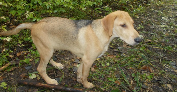 Русская гончая пегая борзая