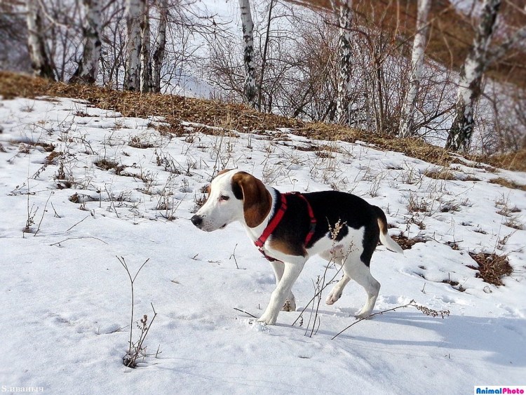 Русская гончая собака 1 год