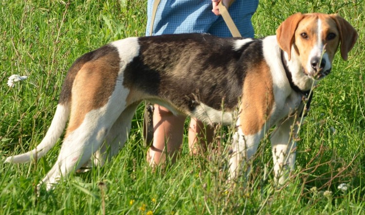 Щенок гончей РПГ