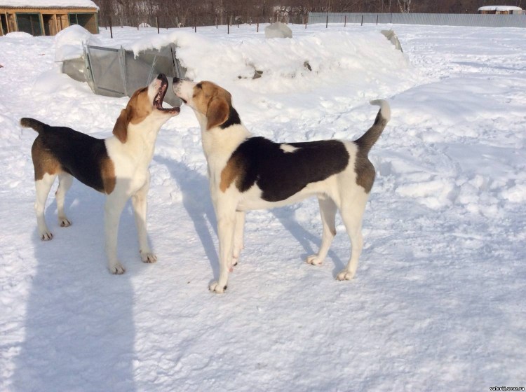 Пермский Гончатник