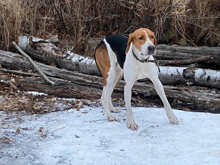 Русская гончая описание