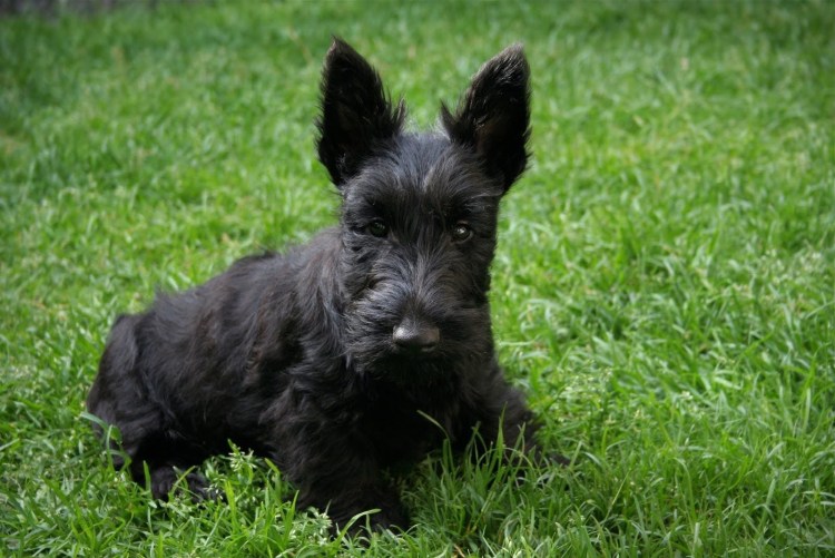 Шотландский терьер