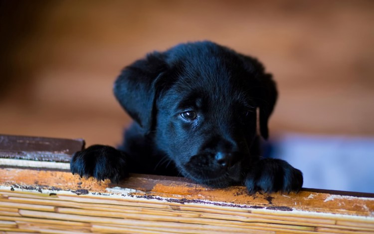 Черная болонка терьер