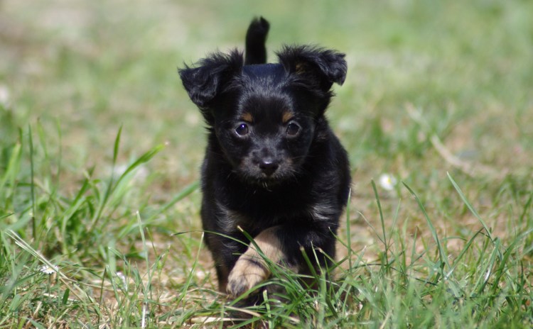 Французский бульдог черный