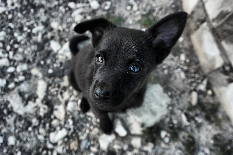Дворняжка собака щенок черный
