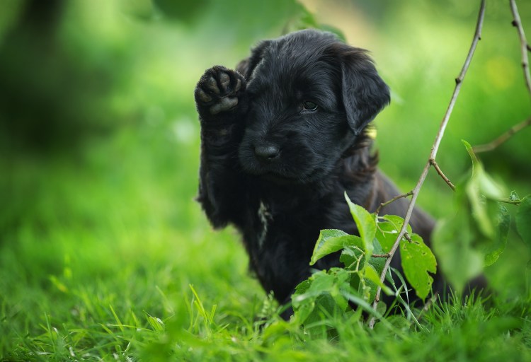 Йоркипу порода