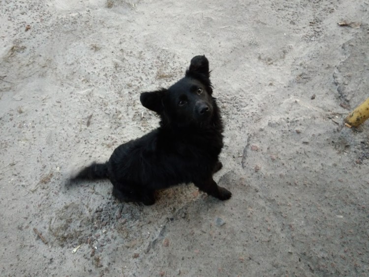 Лабрадор черный