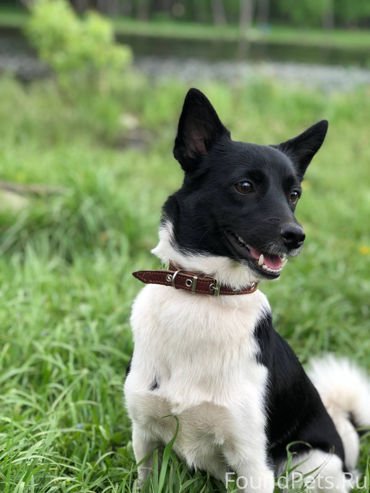 Мохнатый терьер