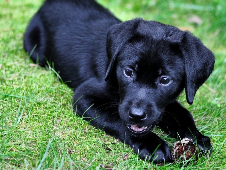 Паттердейл терьер чёрный