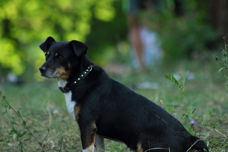 Порода Аффенпинчер