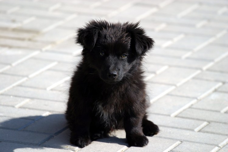 Пудель мальтипу чёрный