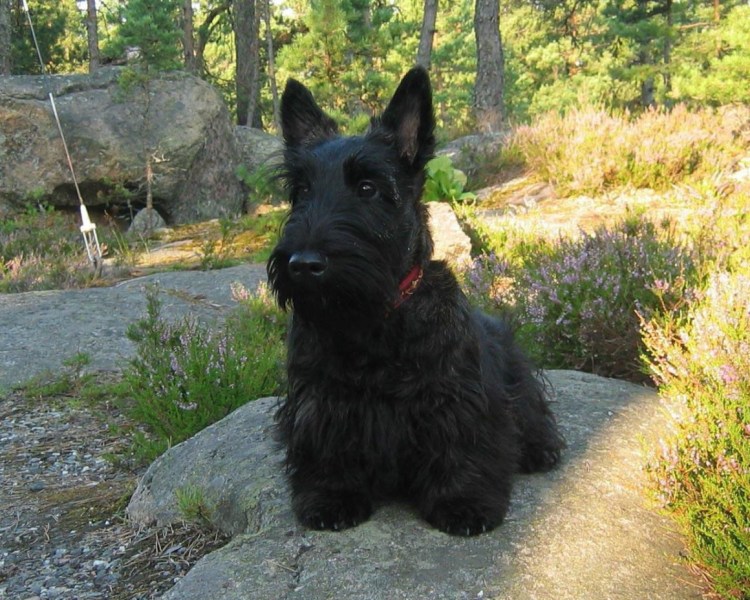 Порода собак шипперке