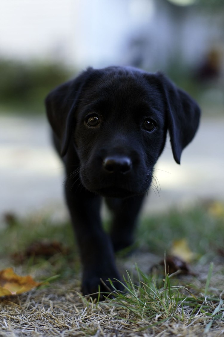Маленькие черные собаки