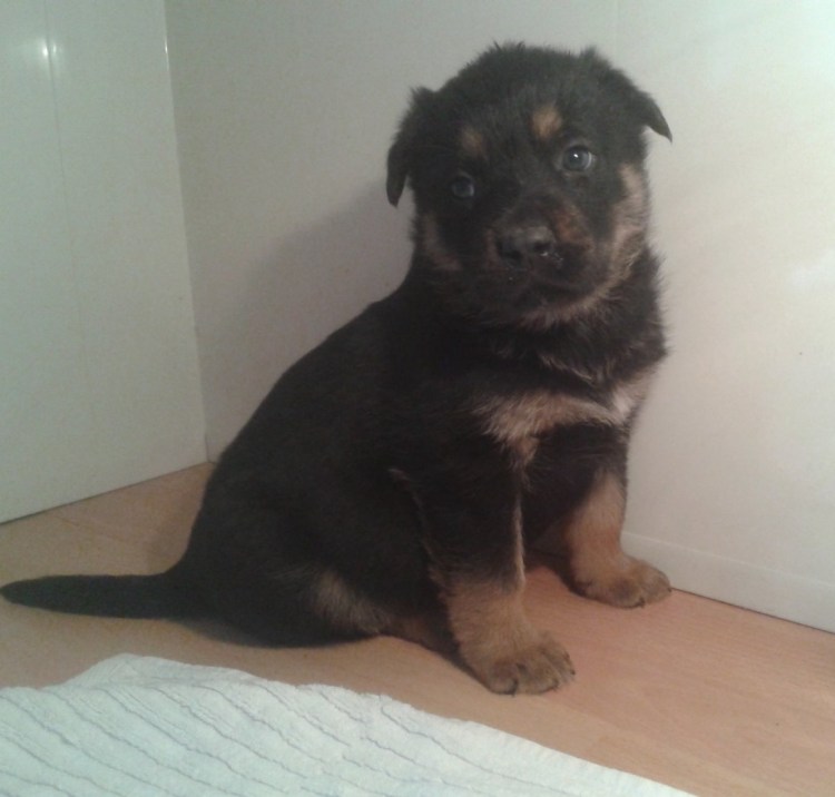 Помесь овчарки и ротвейлера