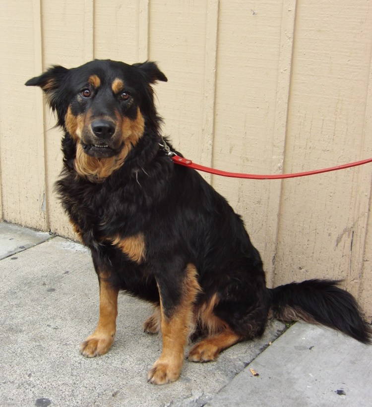 Лабрадор ротвейлер