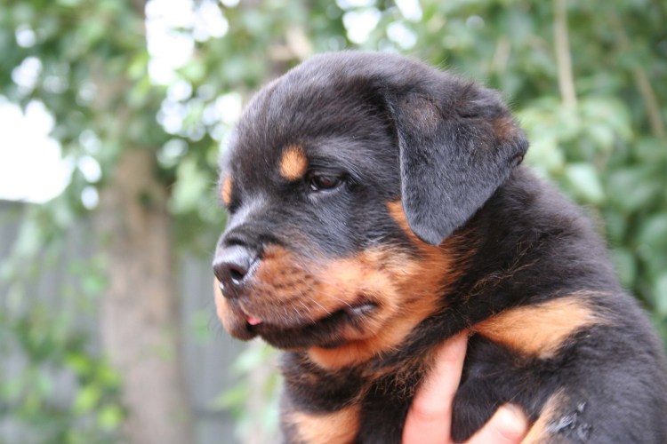 Помесь овчарки и ротвейлера