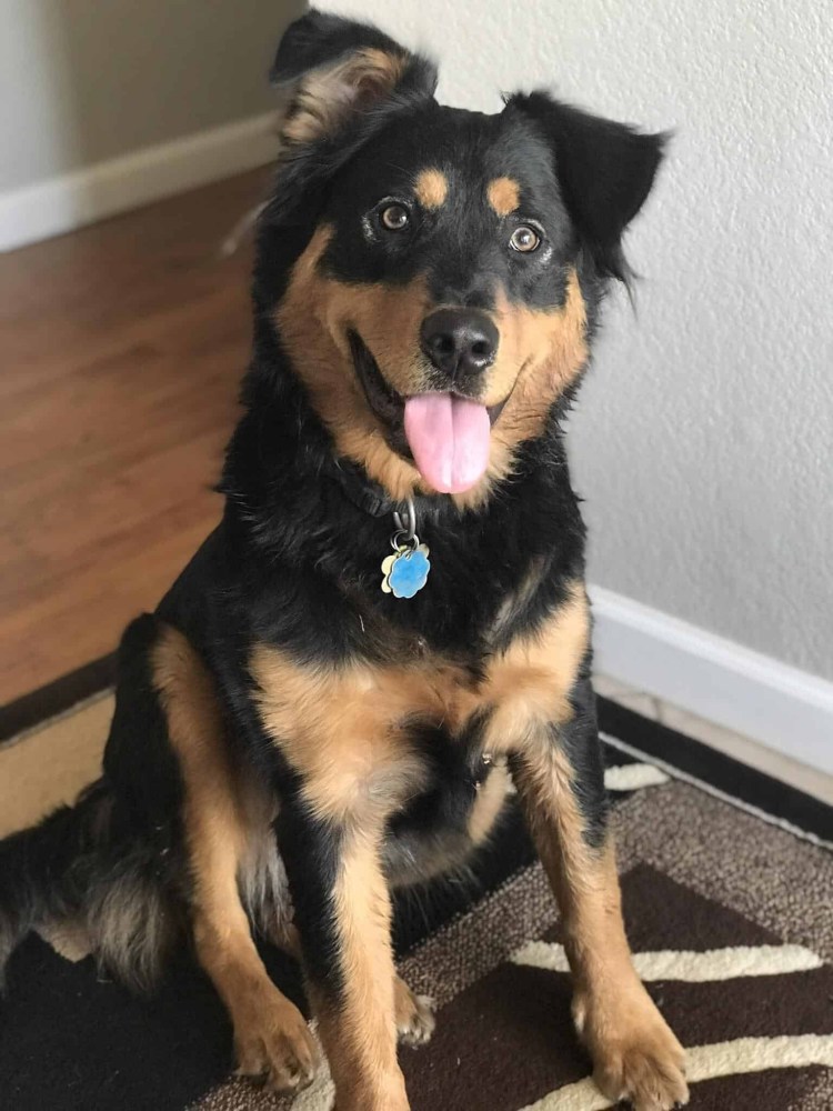 Помесь ротвейлера и немецкой