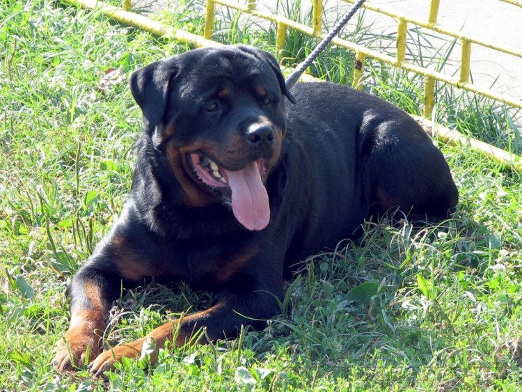 Метис ротвейлера и немецкой овчарки