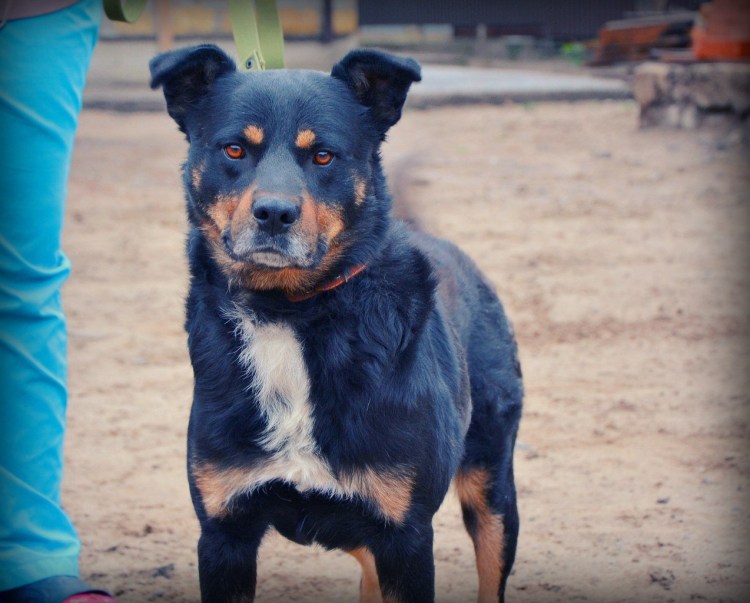 Порода Малховер