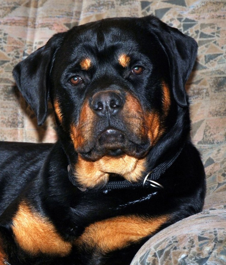 Скандинавский ротвейлер