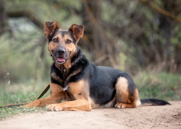 Метис овчарки и ротвейлера