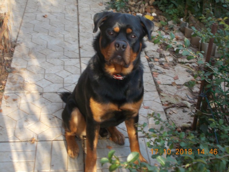 Метис овчарка и ротвейлер смесь фото
