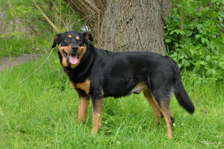 Метис немецкой овчарки и ротвейлера взрослые
